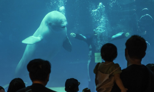 しまね海洋館アクアス