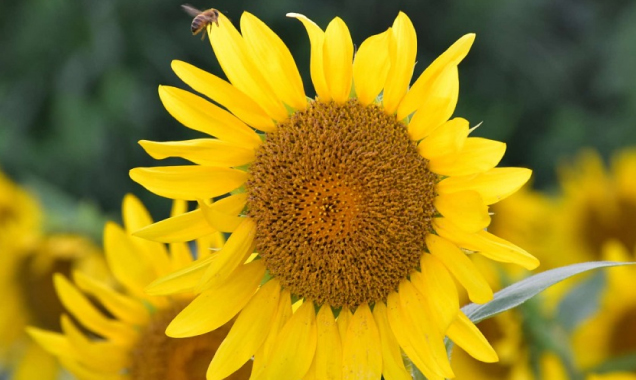石見で季節の花を楽しむ